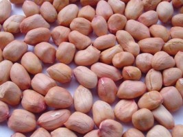 Groundnut Unshelled from India